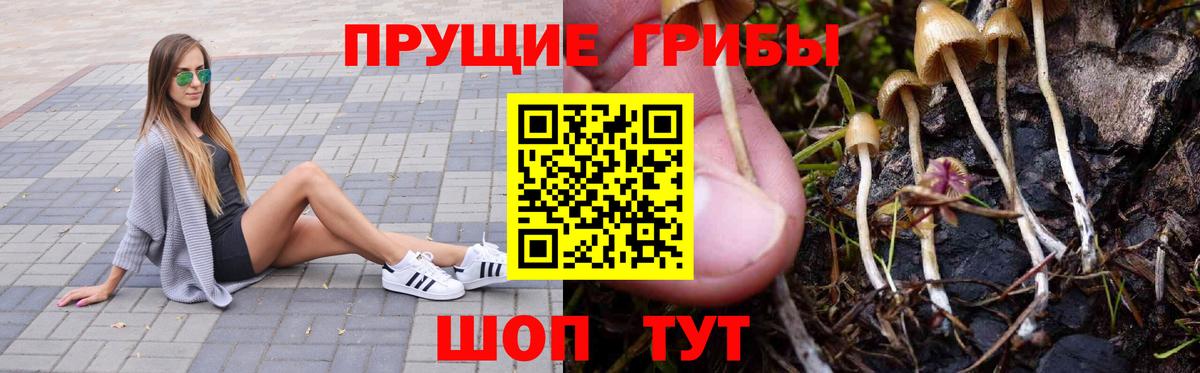 Псилоцибиновые грибы Psilocybe Черняховск